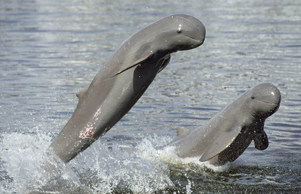 Mekong Dolphins